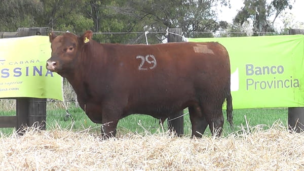 Lote TOROS ANGUS PUROS CONTROLADOS