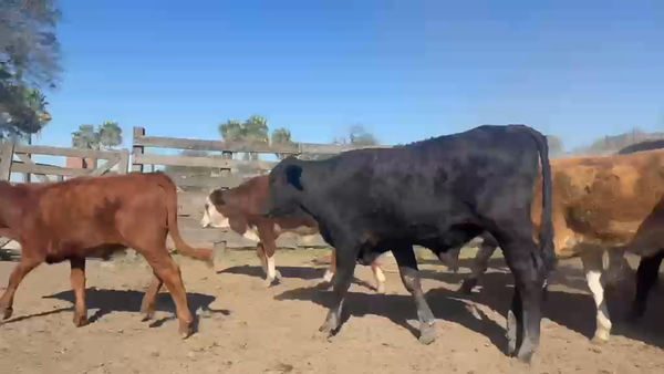 Lote 63 Terneros/as en Chaco, Tres Isletas