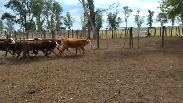 Lote 60 Terneras Braford y Cruzas en Cayastacito, Santa Fe