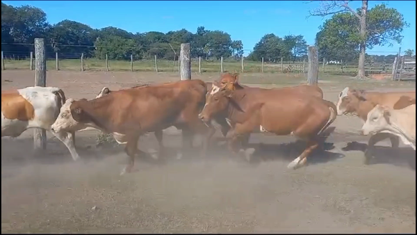 Lote 110 Terneras en La Leonesa, Chaco
