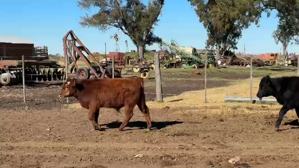 Lote 49 Terneros en Córdoba, Laboulaye