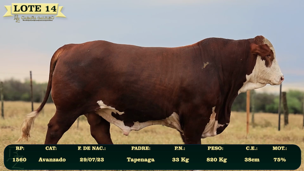 Lote LOTE 14