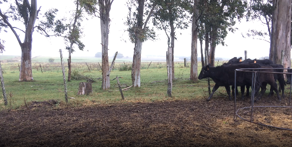 Lote 13 Terneras en Colonia