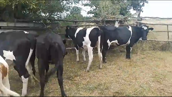 Lote 5 Vaquillonas  Holando Cruza Kiwi en Polimero