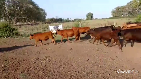 Lote 73 Terneros en Marcos Paz, Buenos Aires