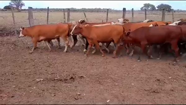 Lote 75 Vaquillonas P/ entorar en Gran Guardia, Formosa