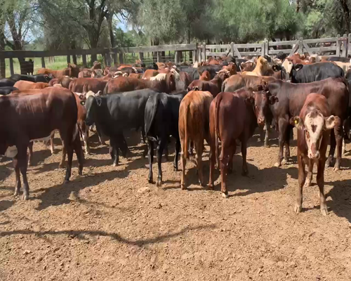 Lote 120 Terneros en Juan José Castelli, Chaco