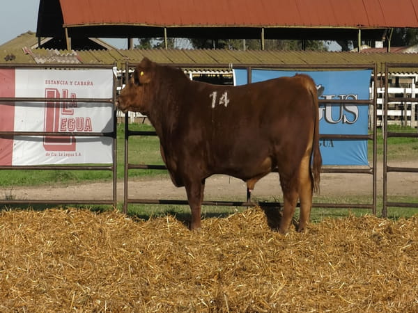 Lote TOROS ANGUS COLORADOS PC