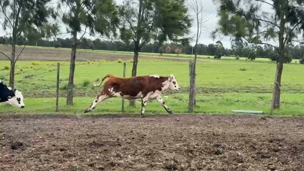 Lote TERNEROS