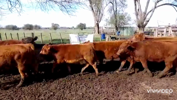 Lote 42 Terneros en Cañuelas, Buenos Aires