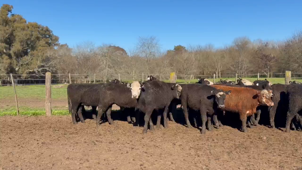 Lote 55 Novillitos