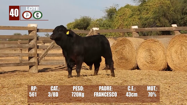 Lote Lote 40