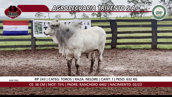 Lote TORO