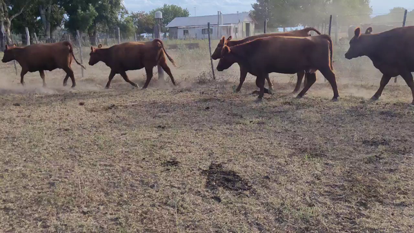 Lote 16 Vaquillonas C/ gtia de preñez en Brandsen, Buenos Aires