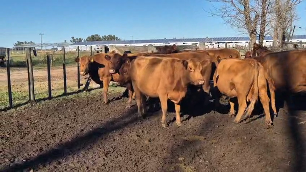 Lote 31 Vacas medio uso C/ gtia de preñez