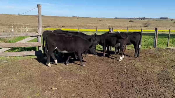 Lote 5 Vaquillonas  250kg - , San José