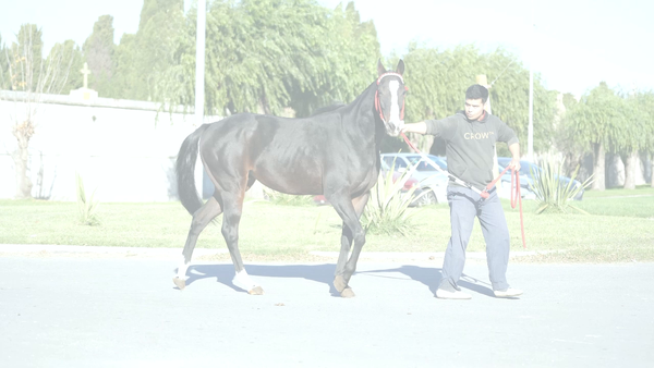 Lote EL INNATO (TARSICO - INNATA) En Training