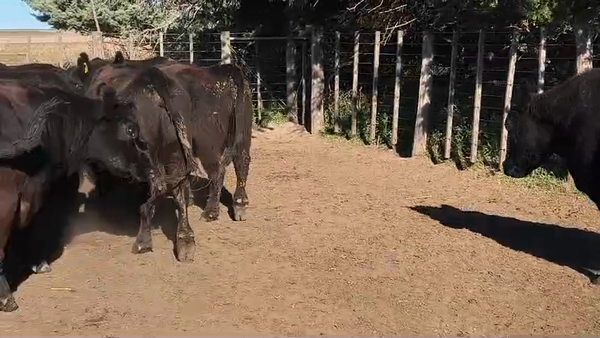 Lote 24 Vacas CUT preñadas en Buenos Aires, Carhue
