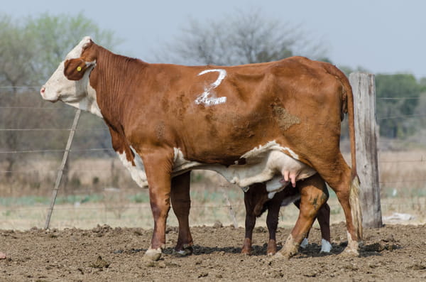 Lote Corral 54 - CABAÑA MILENA