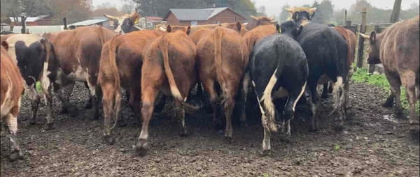 Lote 24 Novillo Gordo en Frutillar, X Región Los Lagos