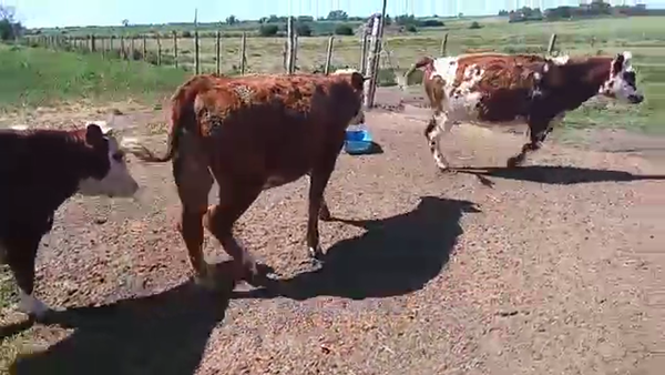 Lote 3 Vaquillonas 1 a 2 años HEREFORD Y NORMANDO 280kg - , San José