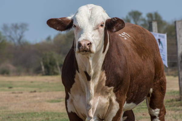 Lote Corral 4/5-CABAÑA ESTANCIA VIEJA