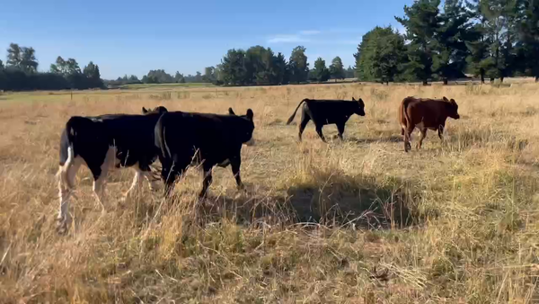 Lote 30 Novillo Engorda en Purranque, X Región Los Lagos