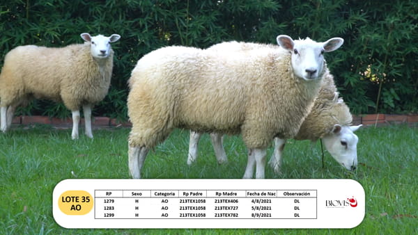 Lote Lote 35 - AO