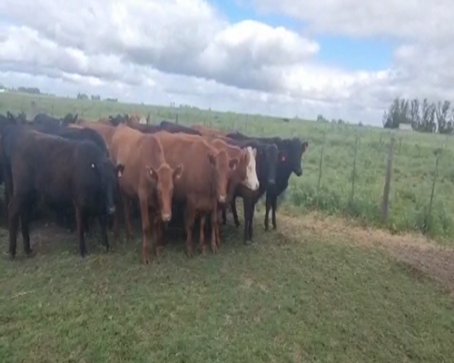 Lote 31 Vaquillonas preñadas en Olavarría, Buenos Aires