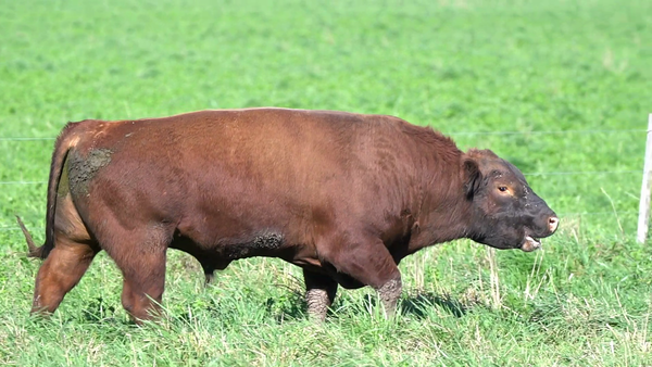 Lote TORO