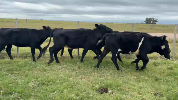 Lote TERNERAS