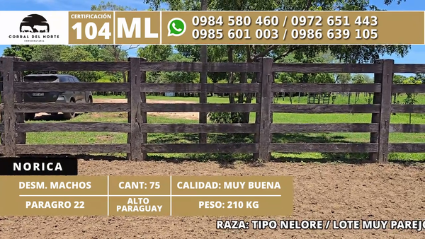 Lote 75 Desmamantes machos 210kg -  en Carmelo Peralta los de Norica  Puerto Sastre los de Ygua Pora