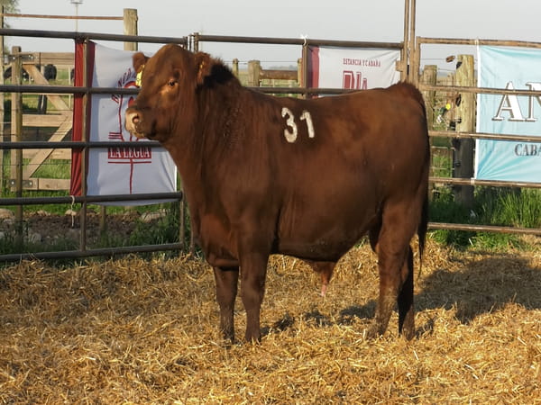 Lote TOROS ANGUS COLORADOS PC