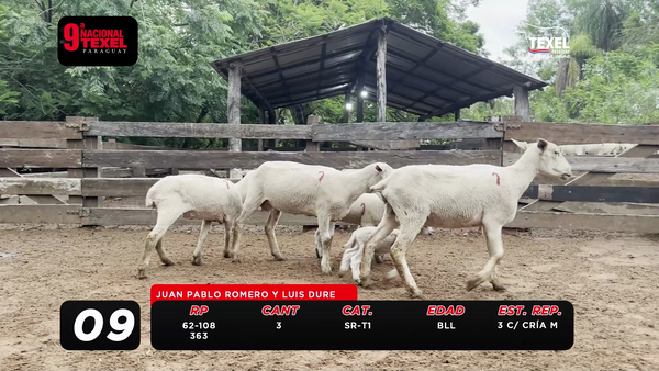 Lote LOTE 9- POR PANTALLA