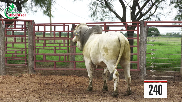 Lote Brahman