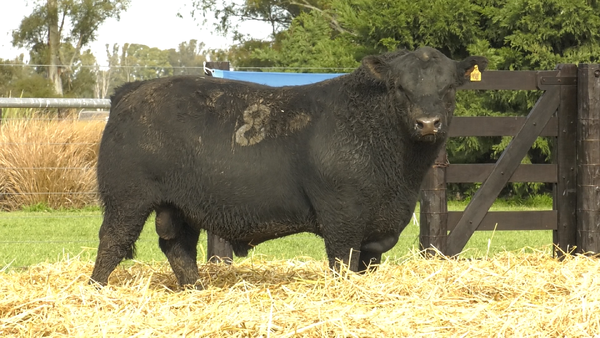 11 - 4300N — TOROS ANGUS PURO CONTROLADO