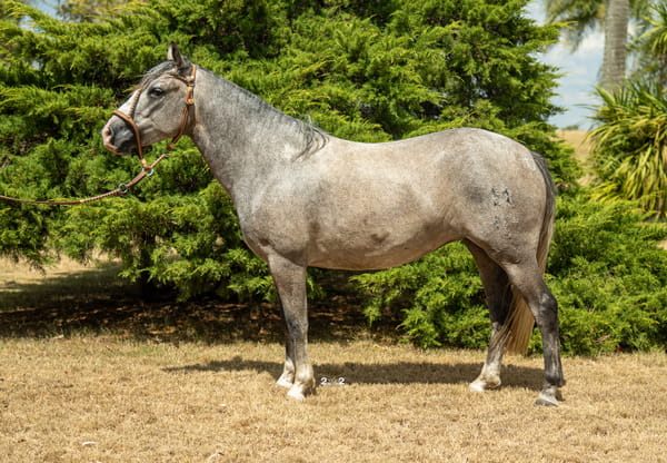 Lote MANSA LA TROPILLA