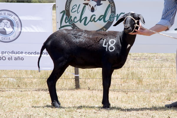 Lote OVINO STA. INES HEMBRA PPC