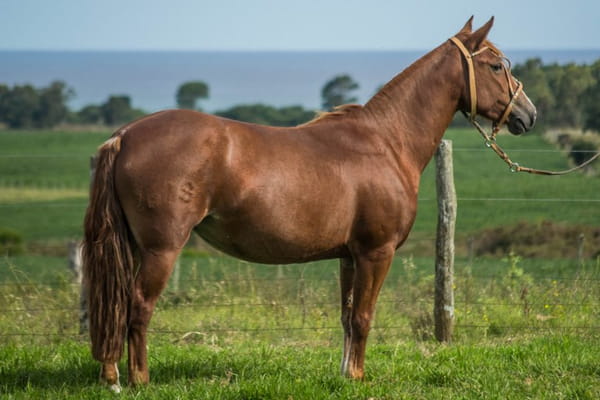 Lote CONSTANCIA RABIOSA 1678