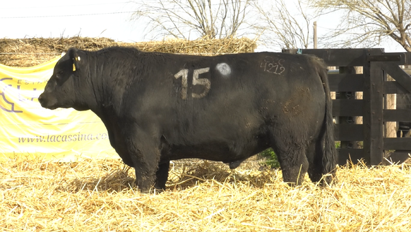 30 - 4212N — TOROS ANGUS PURO CONTROLADO