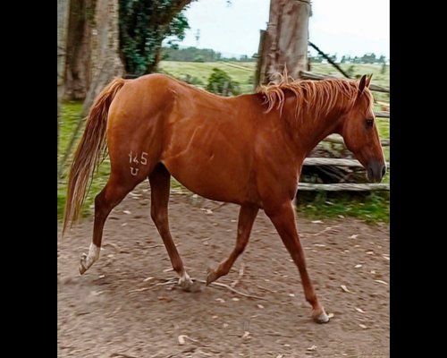 Lote VDA CURUPAY PICK