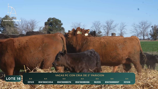 Lote VACAS PC PARIDAS