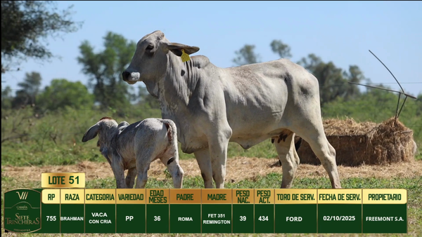 Lote LOTE 51