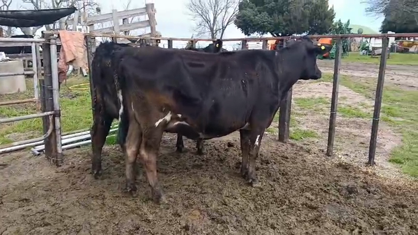 Lote 2 Vaquillonas  380kg - , San José