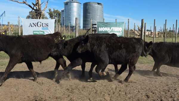 Lote 68 Terneros en Buenos Aires, Bolívar