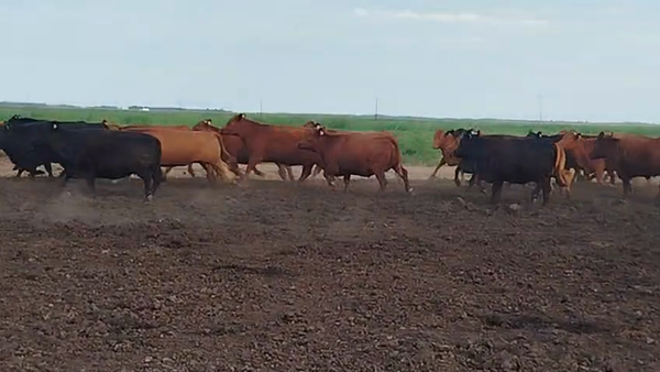 Lote 30 Vacas faena en Del Campillo, Córdoba