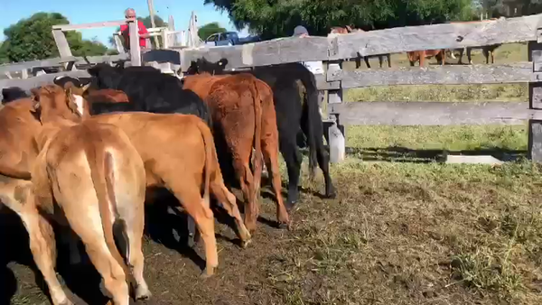 Lote 16 Vaquillonas de El Canutillo
