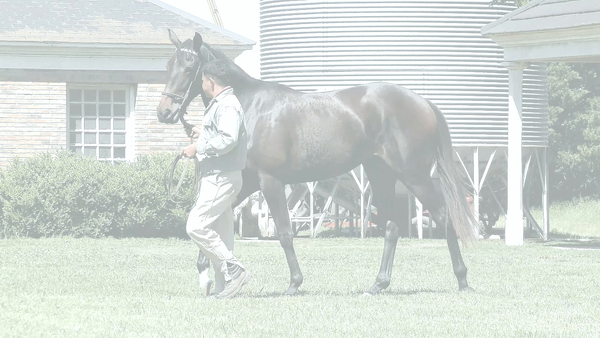 Lote MARBELLA (FORGE -  JESSY)