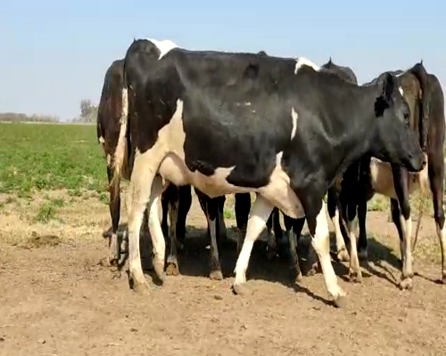 Lote VAQUILLONAS PREÑADAS 4 BELTRAMINO