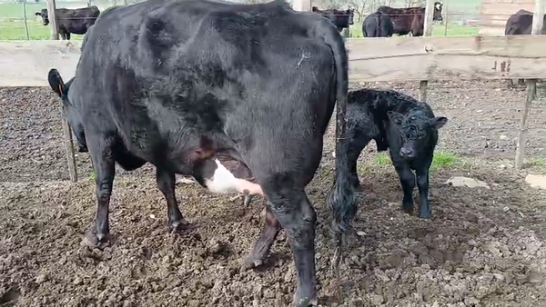 Lote Vaquillonas  500kg - , San José
